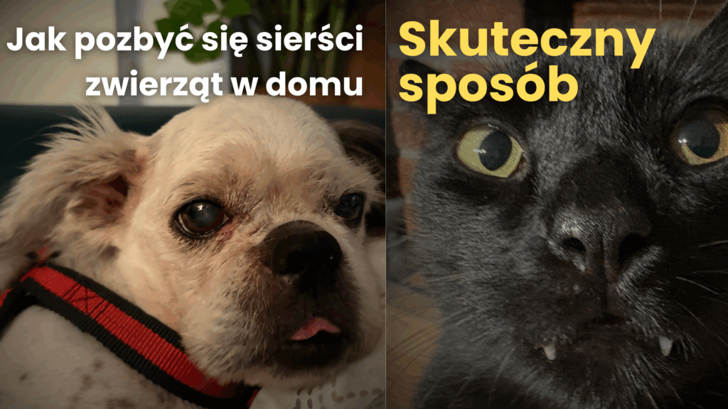 Jak pozbyć się sierści zwierząt w domu – skuteczny sposób