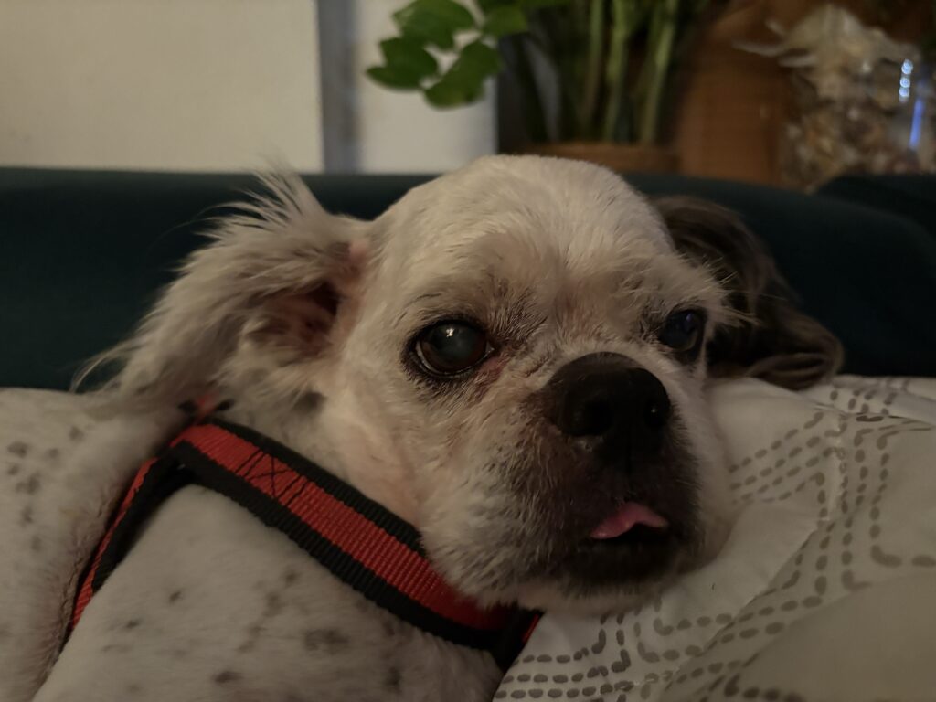 pies i jego sierść